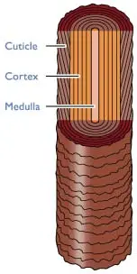 Hair Cross Section